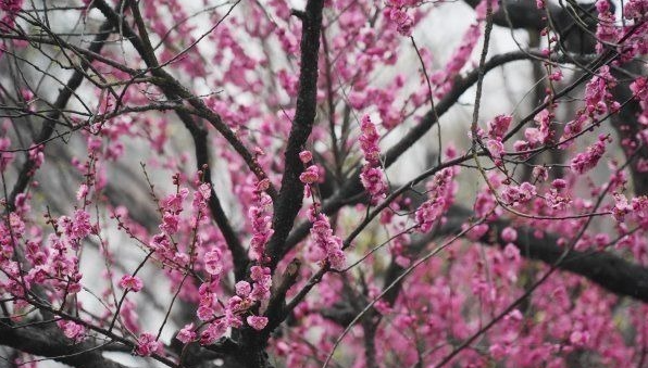 2026东湖梅花展开幕，70载梅园打造沉浸式赏梅新体验