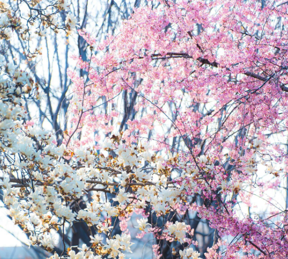 不止奔跑，更是漫步！汉马42公里赛道藏着“春日赏花观景长廊”