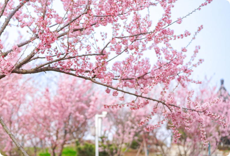 一个街道两座樱花园火了