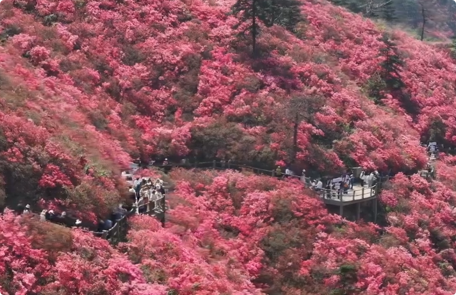武汉黄陂万亩杜鹃花迎最佳赏花季