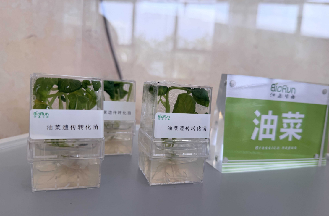 武汉这家“植物基因工厂”跑通45种作物流水线